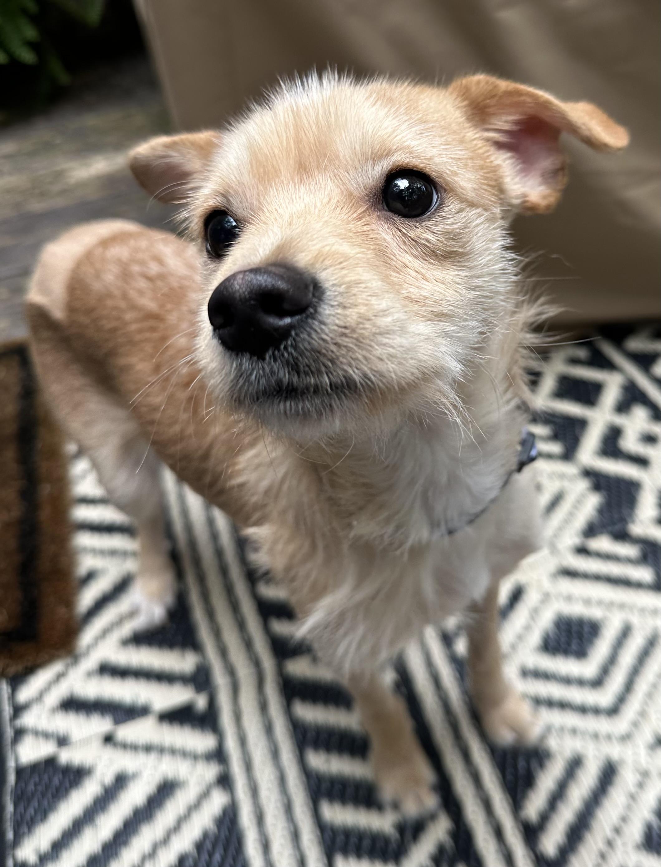 Hot Wheels, an adopted mixed breed in Lawrenceville, GA image 4/4