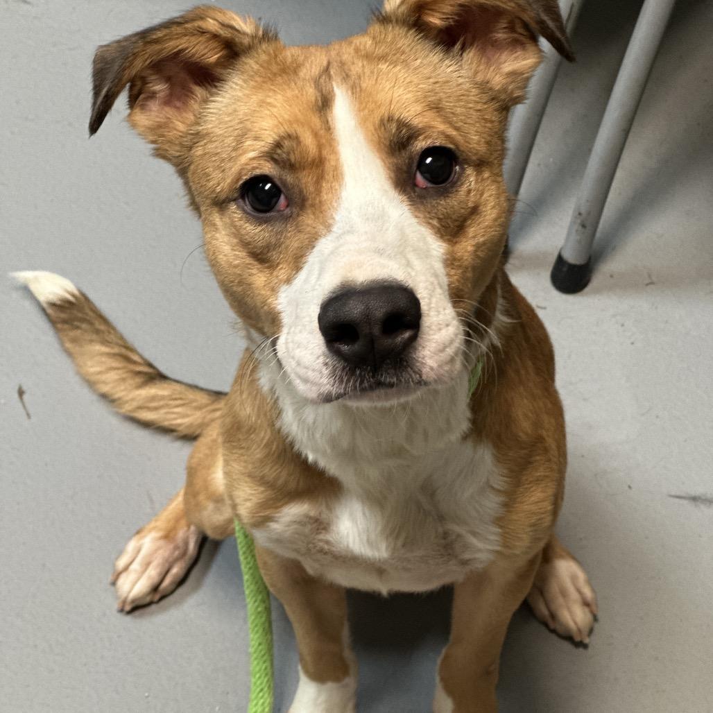 Polo 4402 — thumbnail 2