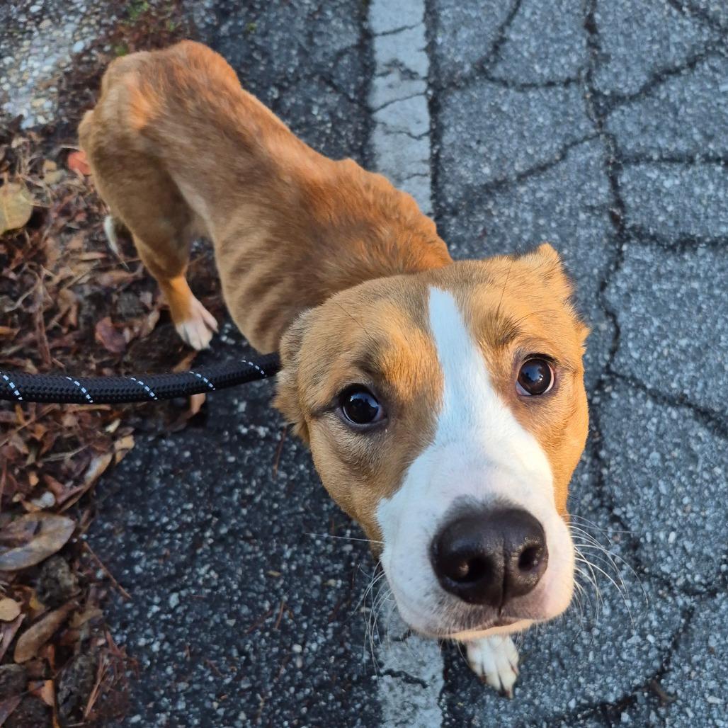 Polo 4402 — thumbnail 3