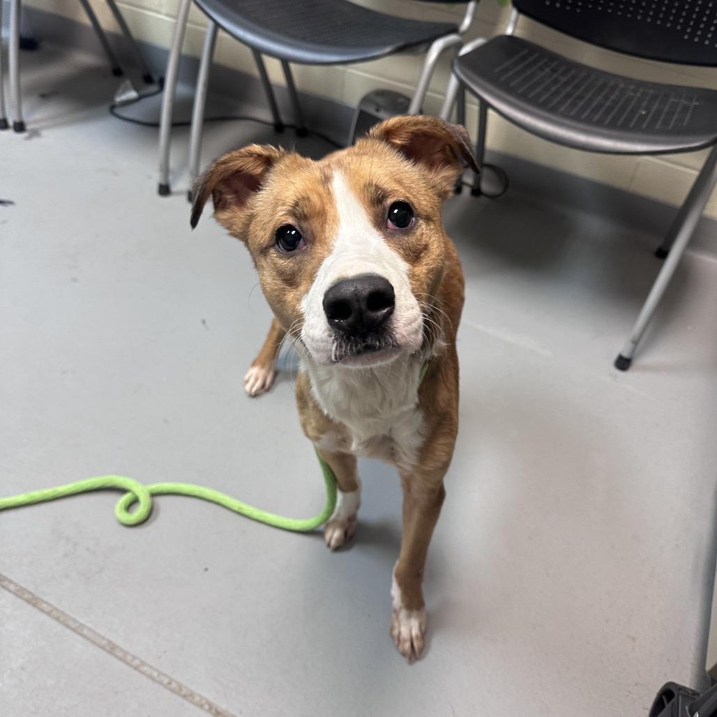 Polo 4402 — thumbnail 4