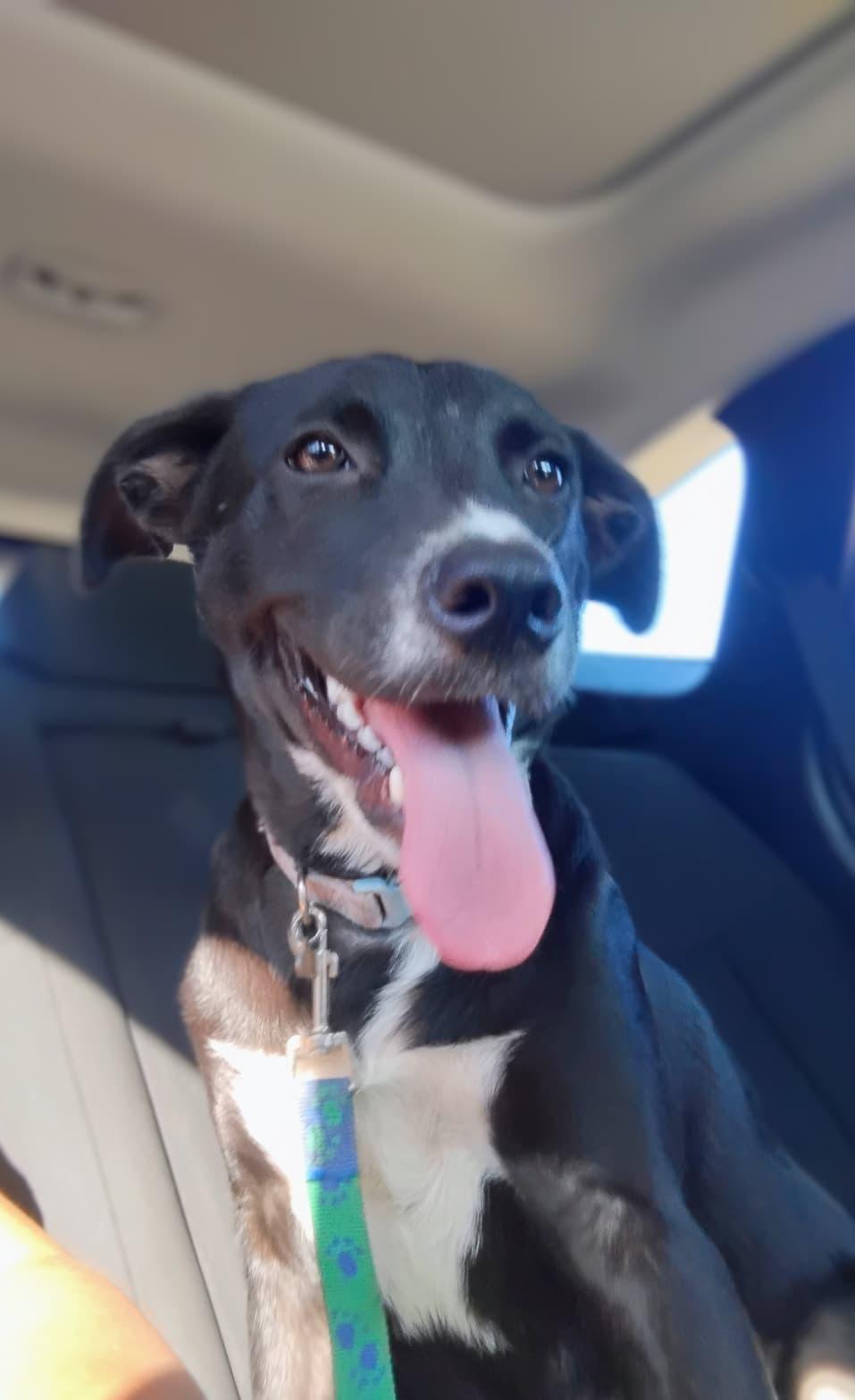 Enlarge MAYA, a Adoptable mixed breed in Falls Church, VA image 3/4