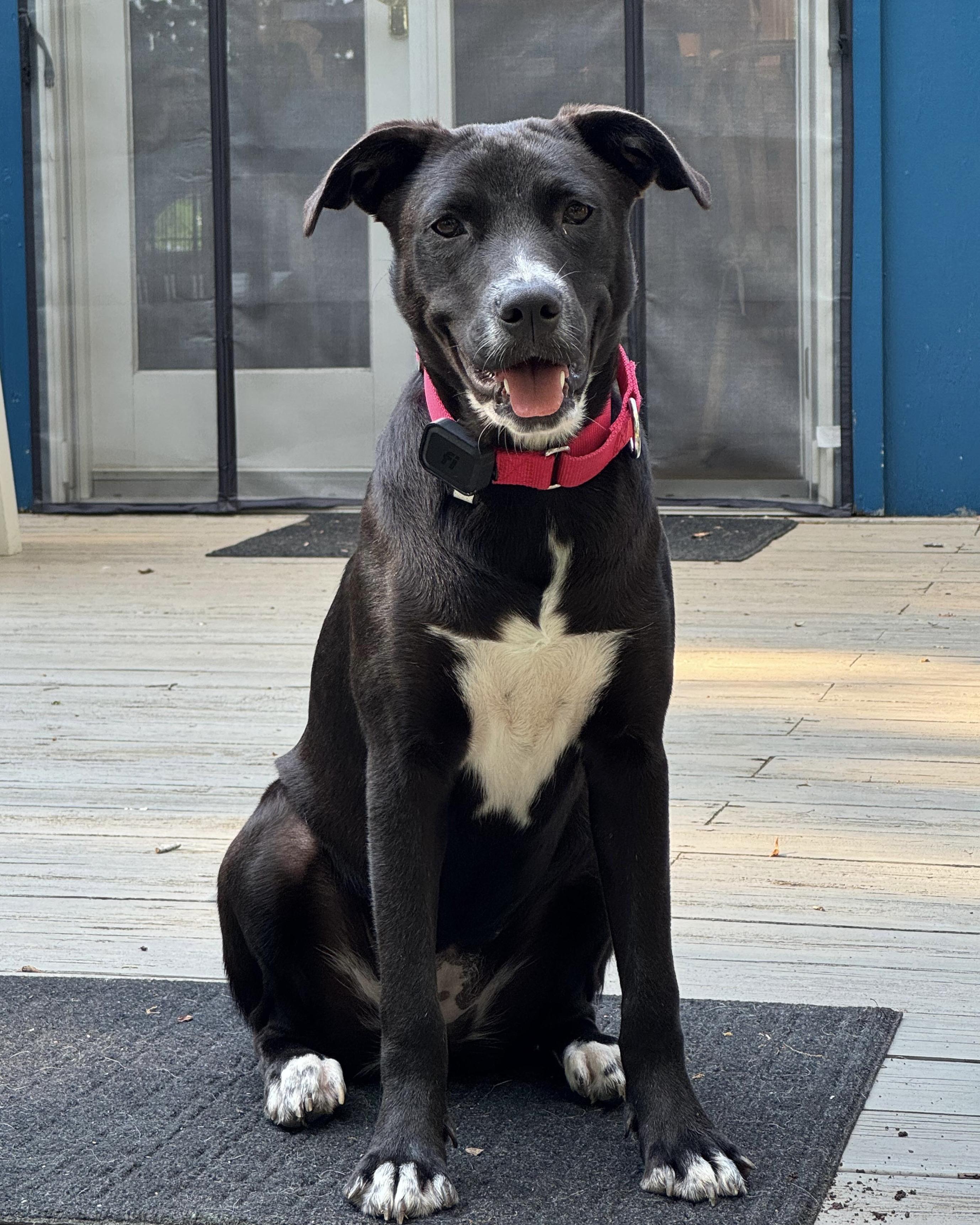 Enlarge MAYA, an adopted mixed breed in Edgewater, MD image 1/6