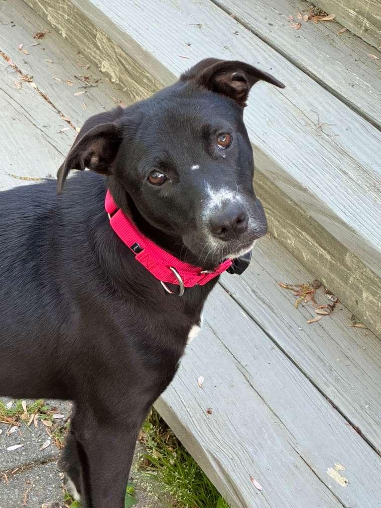 Enlarge MAYA, a Adoptable mixed breed in Edgewater, MD image 2/6