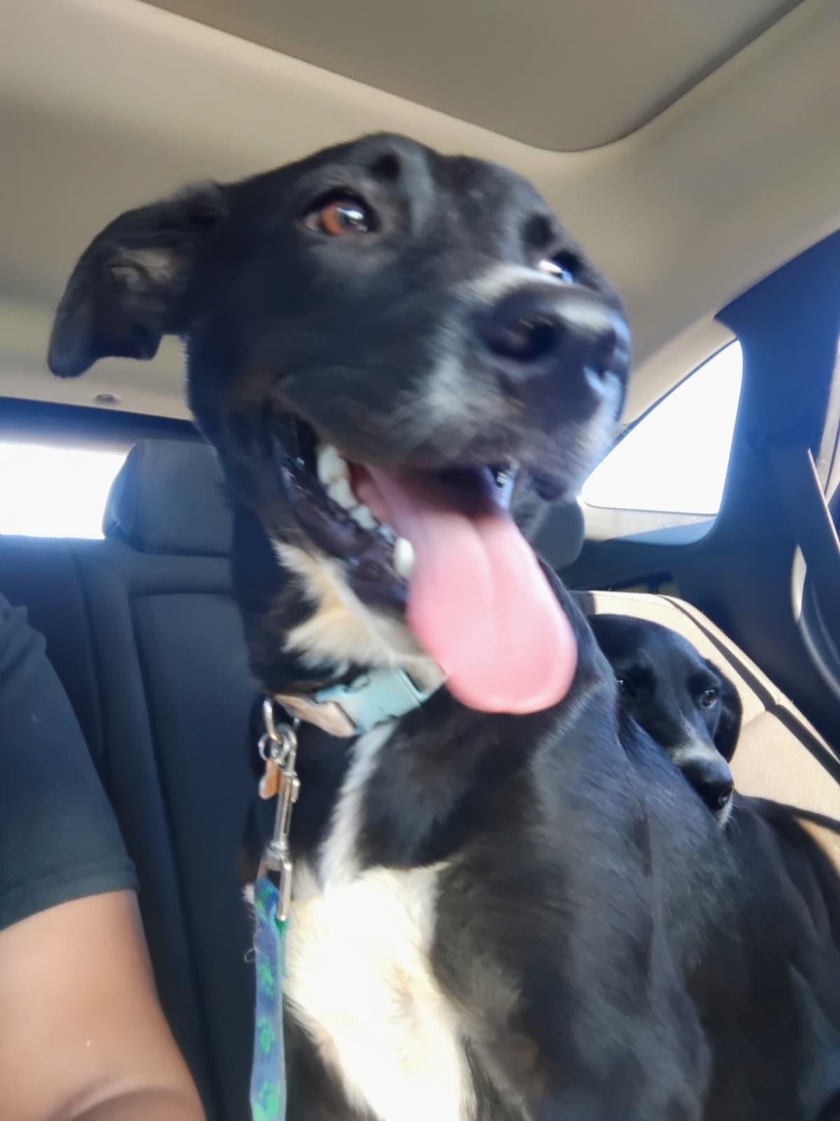 Enlarge MAYA, a Adoptable mixed breed in Falls Church, VA image 2/4