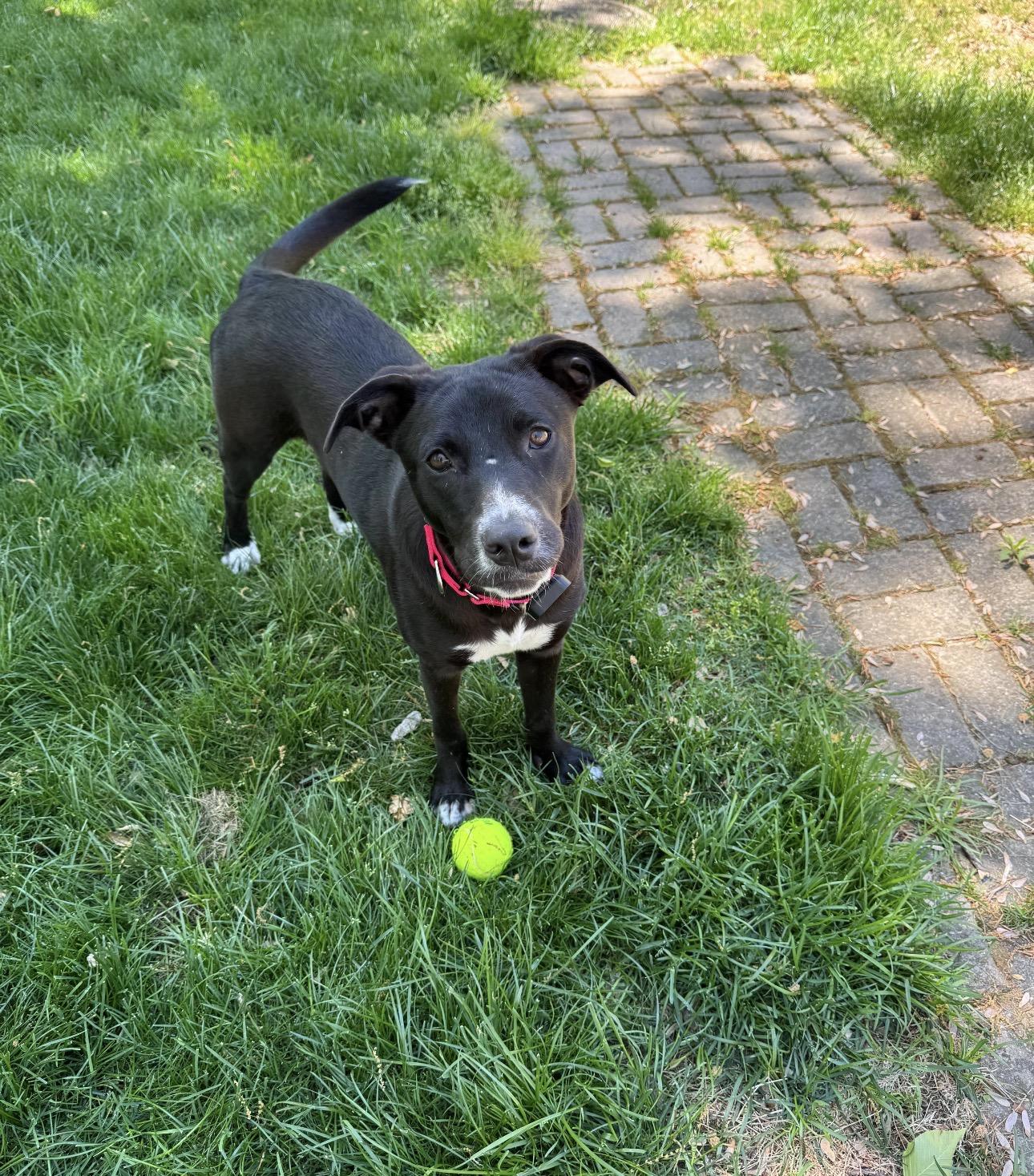 Enlarge MAYA, a Adoptable mixed breed in Edgewater, MD image 5/6