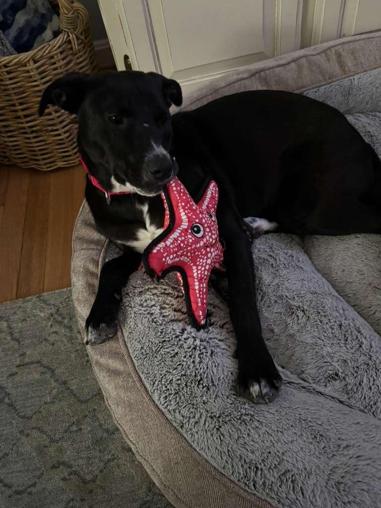 Enlarge MAYA, a Adoptable mixed breed in Edgewater, MD image 4/6