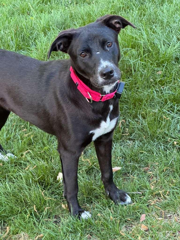 Enlarge MAYA, a Adoptable mixed breed in Edgewater, MD image 1/6