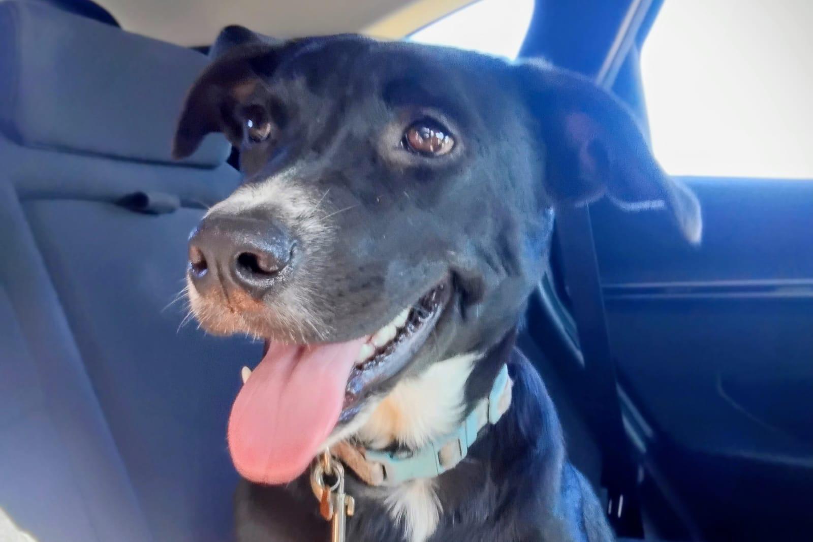 MAYA, Adoptable, Puppy Female Labrador Retriever & Shepherd.