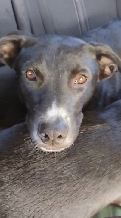 Enlarge MAYA, a Adoptable mixed breed in Falls Church, VA video 4/4