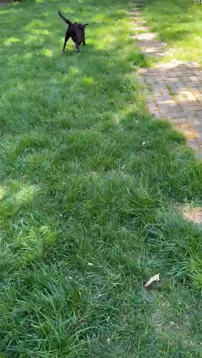 Enlarge MAYA, a Adoptable mixed breed in Edgewater, MD video 6/6