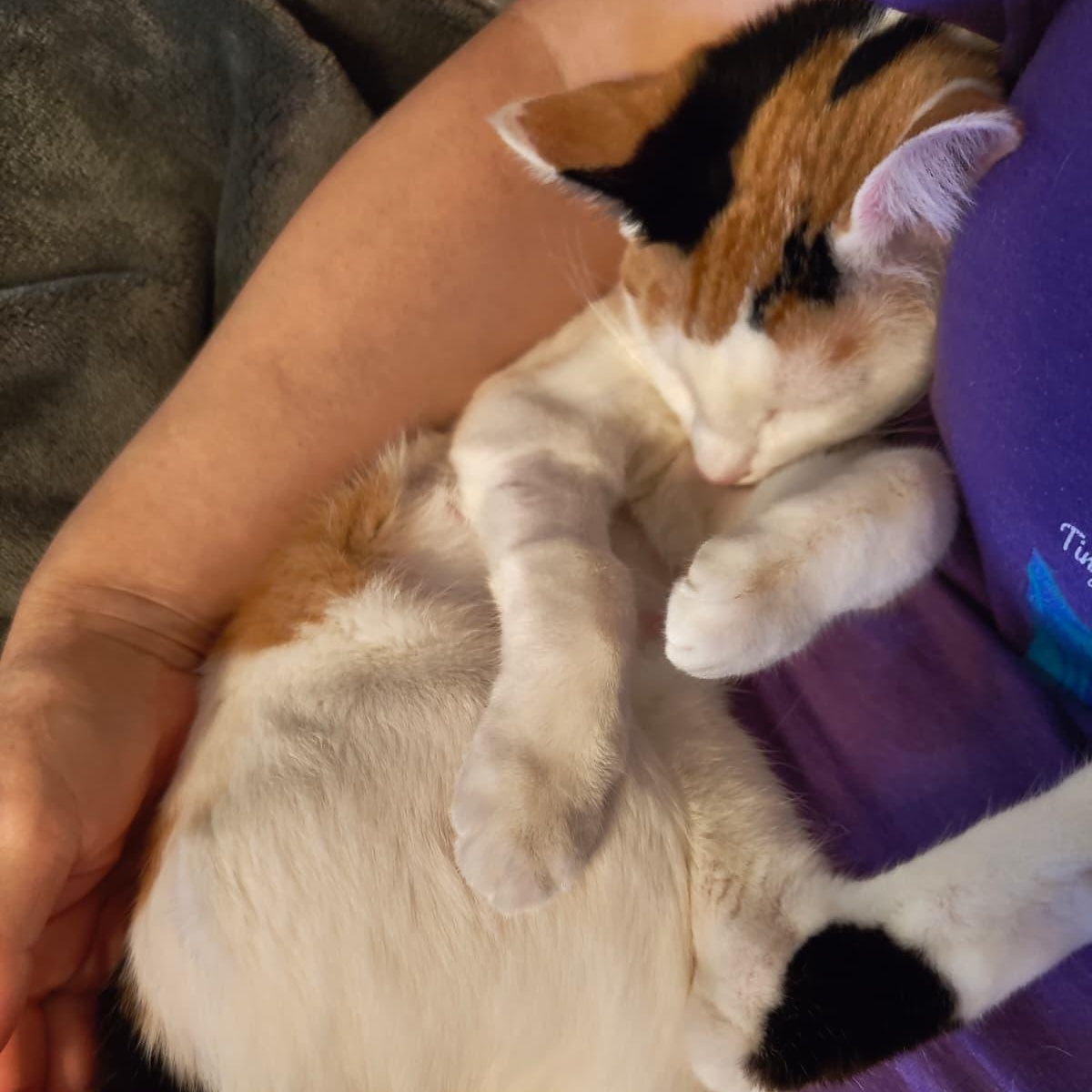 Enlarge Gardenia, a ADOPTABLE Calico in New York, NY image 4/6