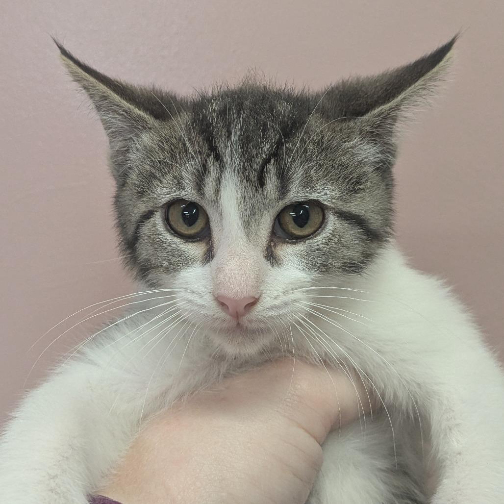 Muenster, Adoptable, Kitten Male Domestic Short Hair.