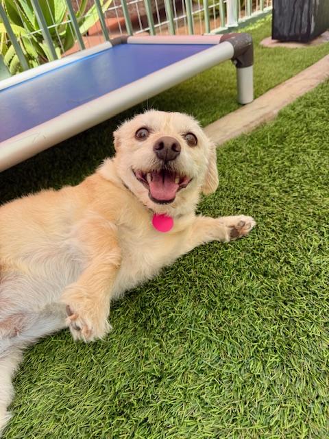 Nyla, Adult Female Terrier