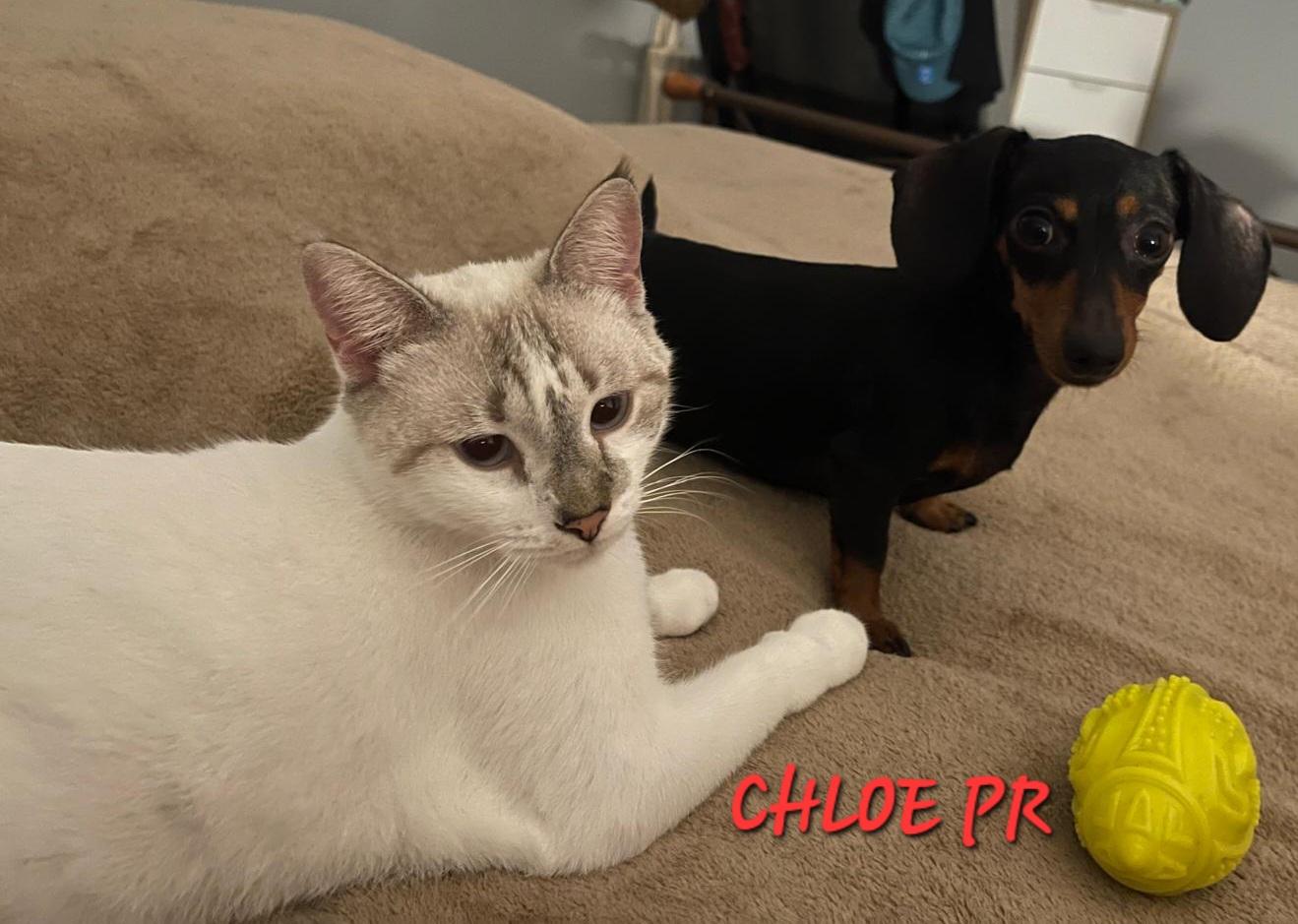 Chloe , a ADOPTABLE mixed breed in New York, NY image 4/6