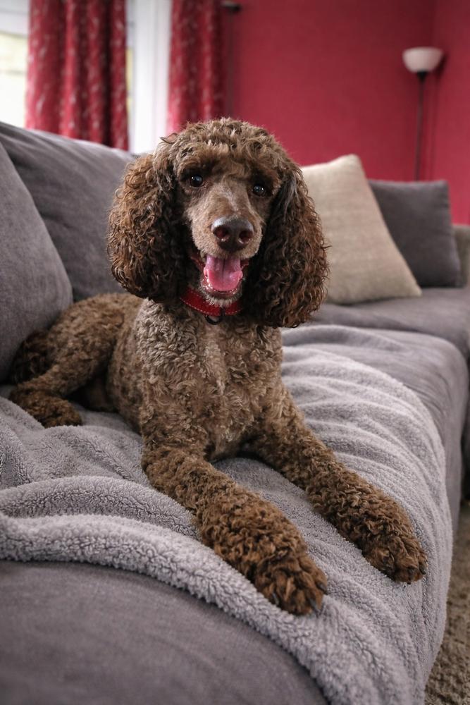 Hamilton, Adopted, Adult Male Poodle.