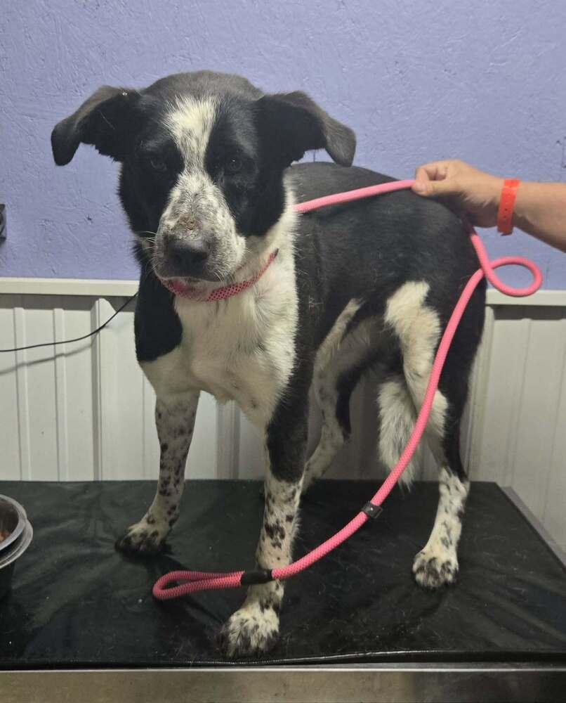 Dolly, Adoptable, Adult Female Australian Shepherd.