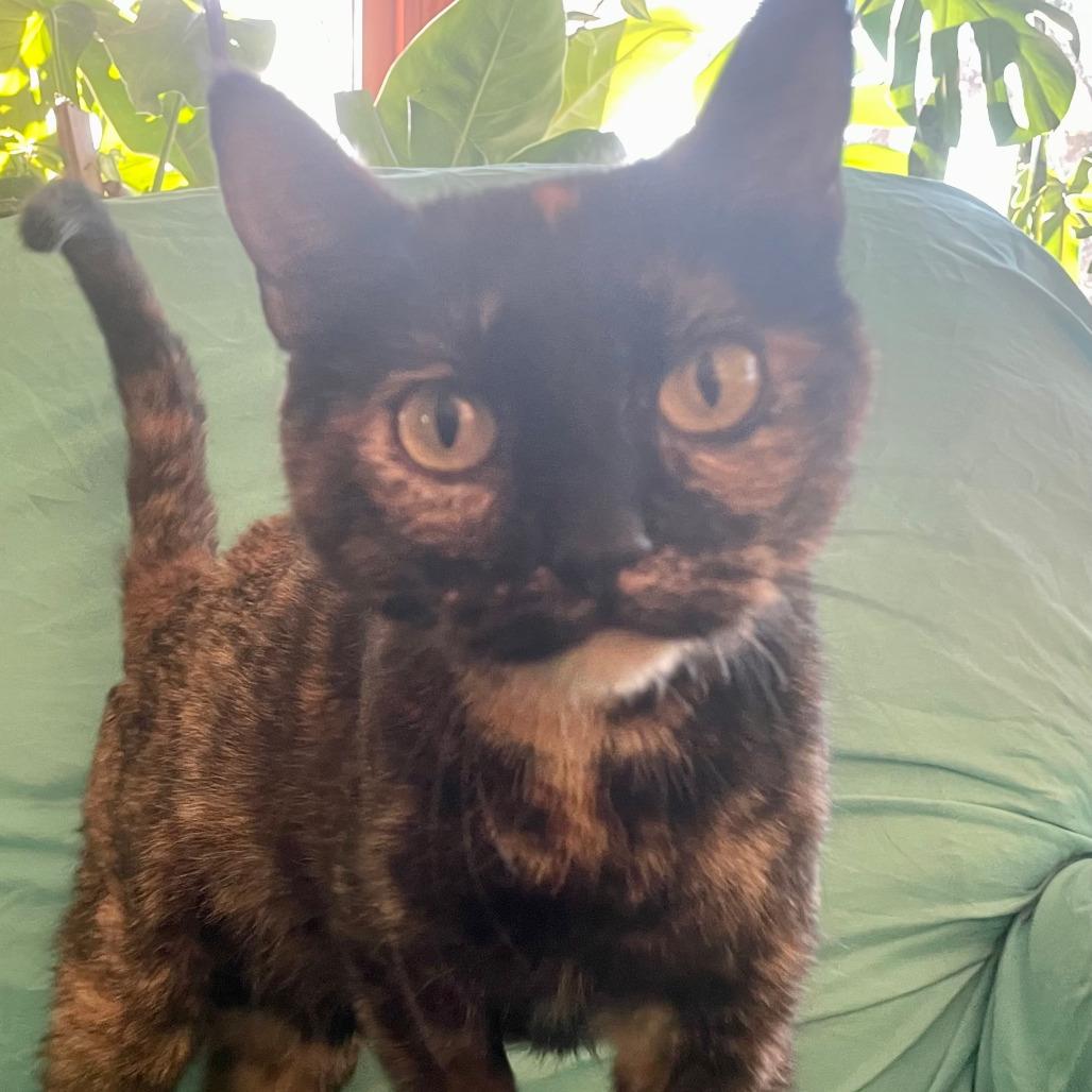 Belle — thumbnail 3