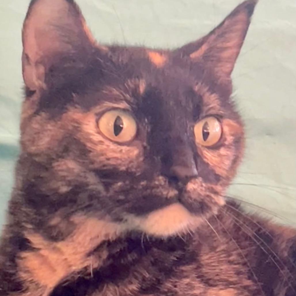 Belle — thumbnail 4