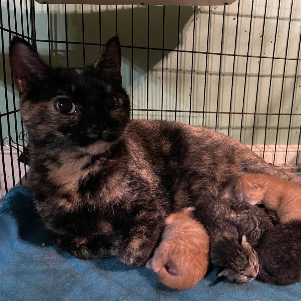 Belle — thumbnail 6