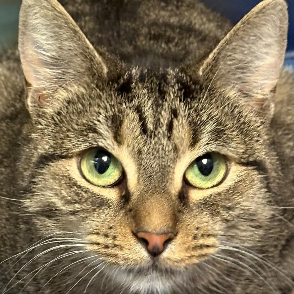 Bottle Opener, Adoptable, Adult Female Domestic Short Hair.