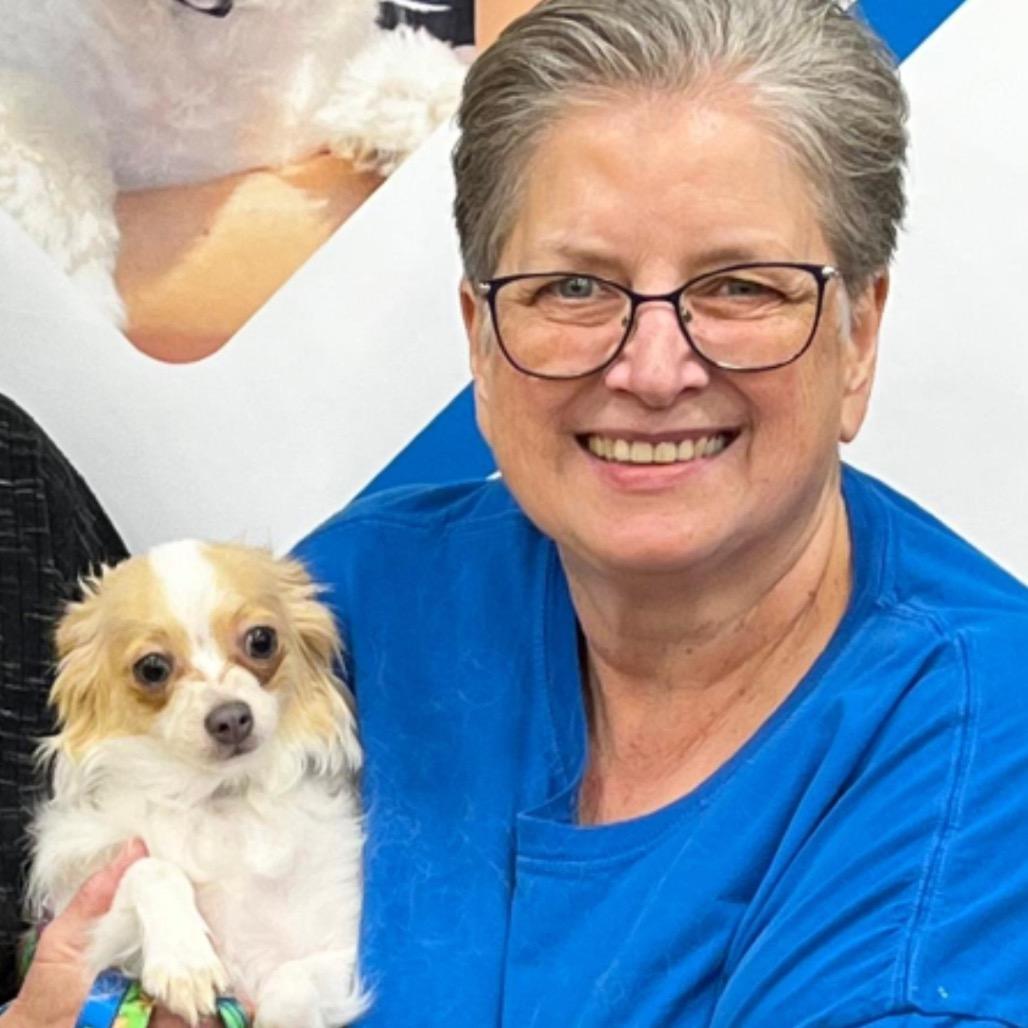 ABBY, Adoptable, Young Female Chihuahua.