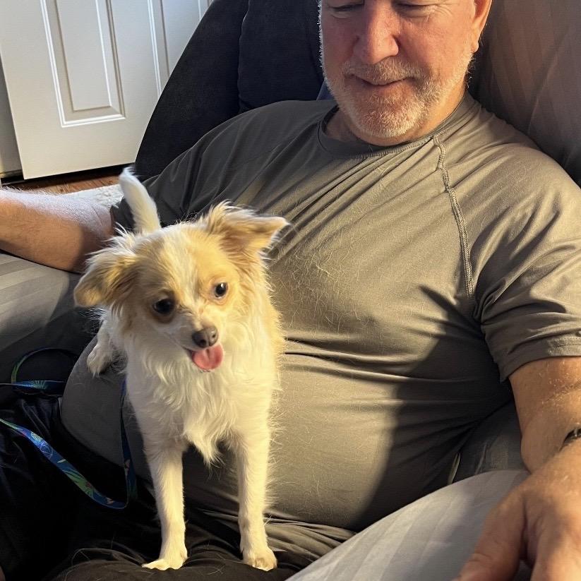 Enlarge ABBY, a Adoptable Chihuahua in Berlin, NJ image 2/6