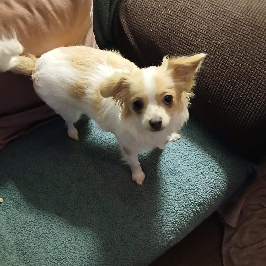 Enlarge ABBY, a Adoptable Chihuahua in Berlin, NJ image 3/6