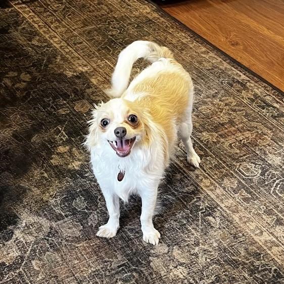 Enlarge ABBY, a Adoptable Chihuahua in Berlin, NJ image 4/6