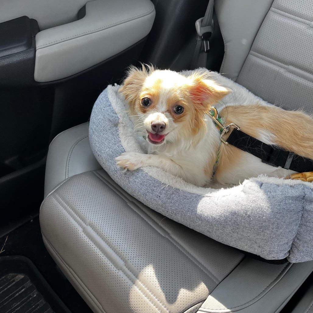 Enlarge ABBY, a Adoptable Chihuahua in Berlin, NJ image 5/6