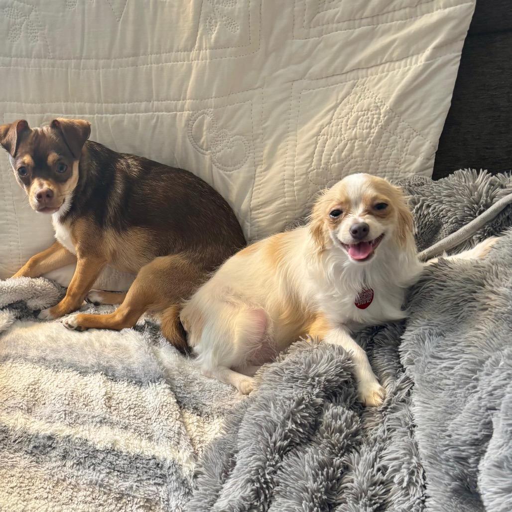 Enlarge ABBY, a Adoptable Chihuahua in Berlin, NJ image 6/6