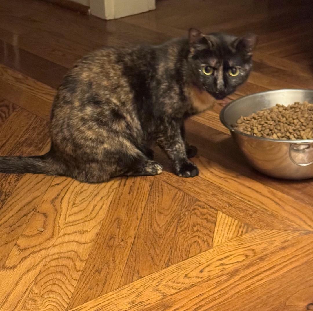 Patches - shy & loving, Adoptable, Adult Female Domestic Short Hair.