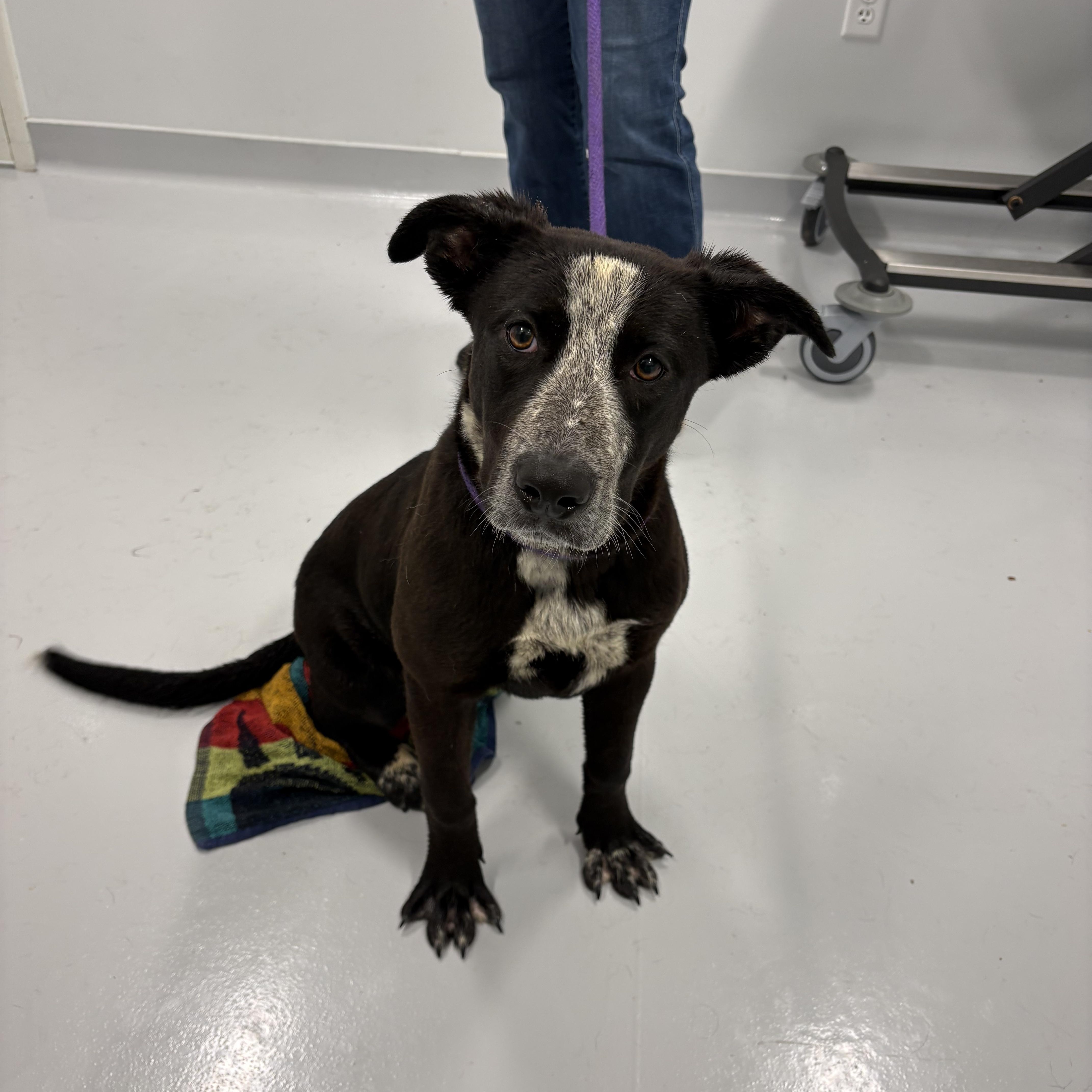 Enlarge Tiffany, a ADOPTABLE mixed breed in Kankakee, IL image 1/1