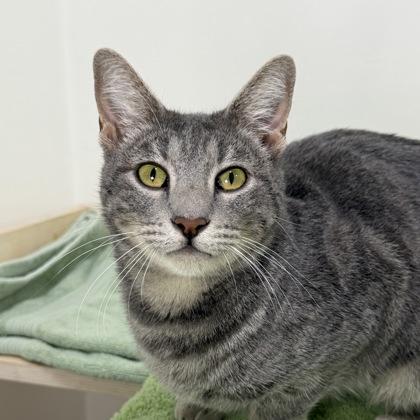 Molly, a Adoptable mixed breed in San Francisco, CA image 1/3