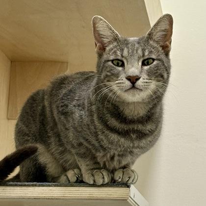 Molly, a Adoptable mixed breed in San Francisco, CA image 2/3