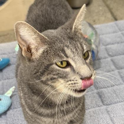 Molly, a Adoptable mixed breed in San Francisco, CA image 3/3