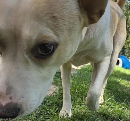 Galaxy, Adoptable, Adult Male Shepherd & Mixed Breed.