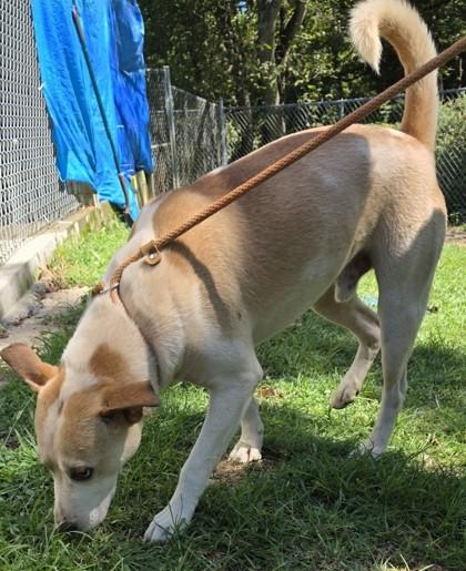 Enlarge Galaxy, a Adoptable mixed breed in Blue Ridge, GA image 2/3