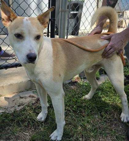 Enlarge Galaxy, a Adoptable mixed breed in Blue Ridge, GA image 3/3