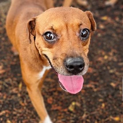 Basket Star, Adoptable, Young Female Mixed Breed.