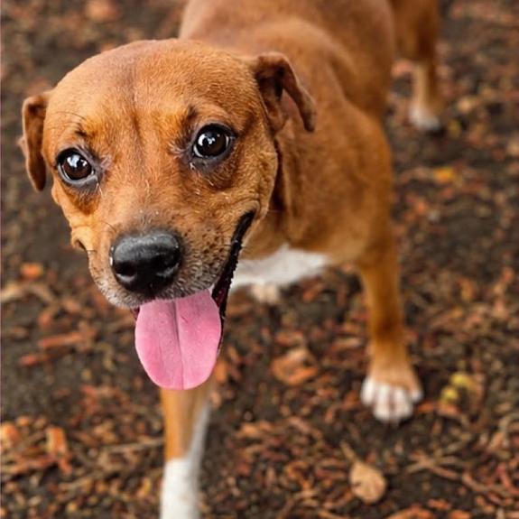 Enlarge Basket Star, a Adoptable Mixed Breed in Fredericksburg, VA image 2/2