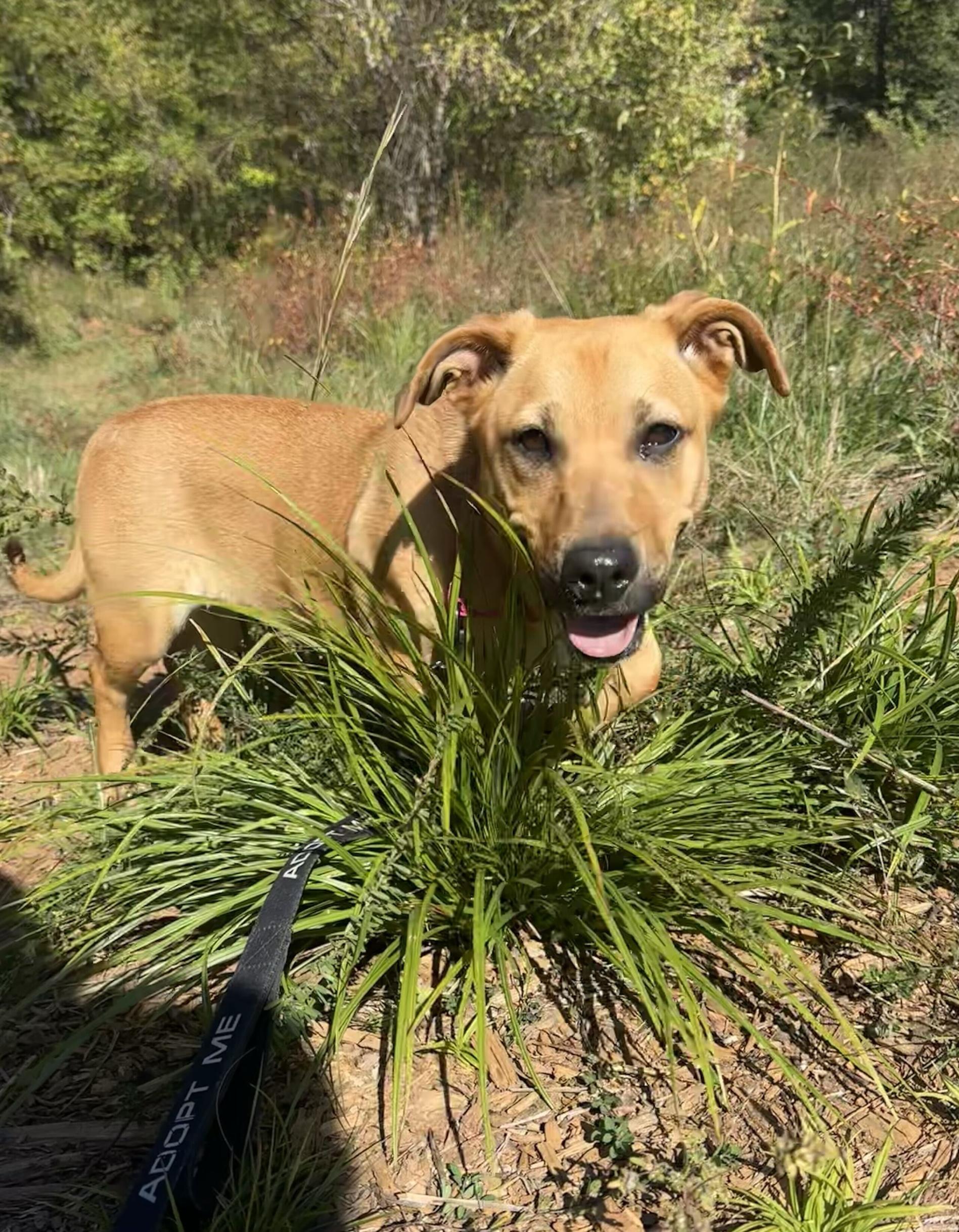 Enlarge Zadie, a Adoptable Mixed Breed in Marshall, NC image 1/3