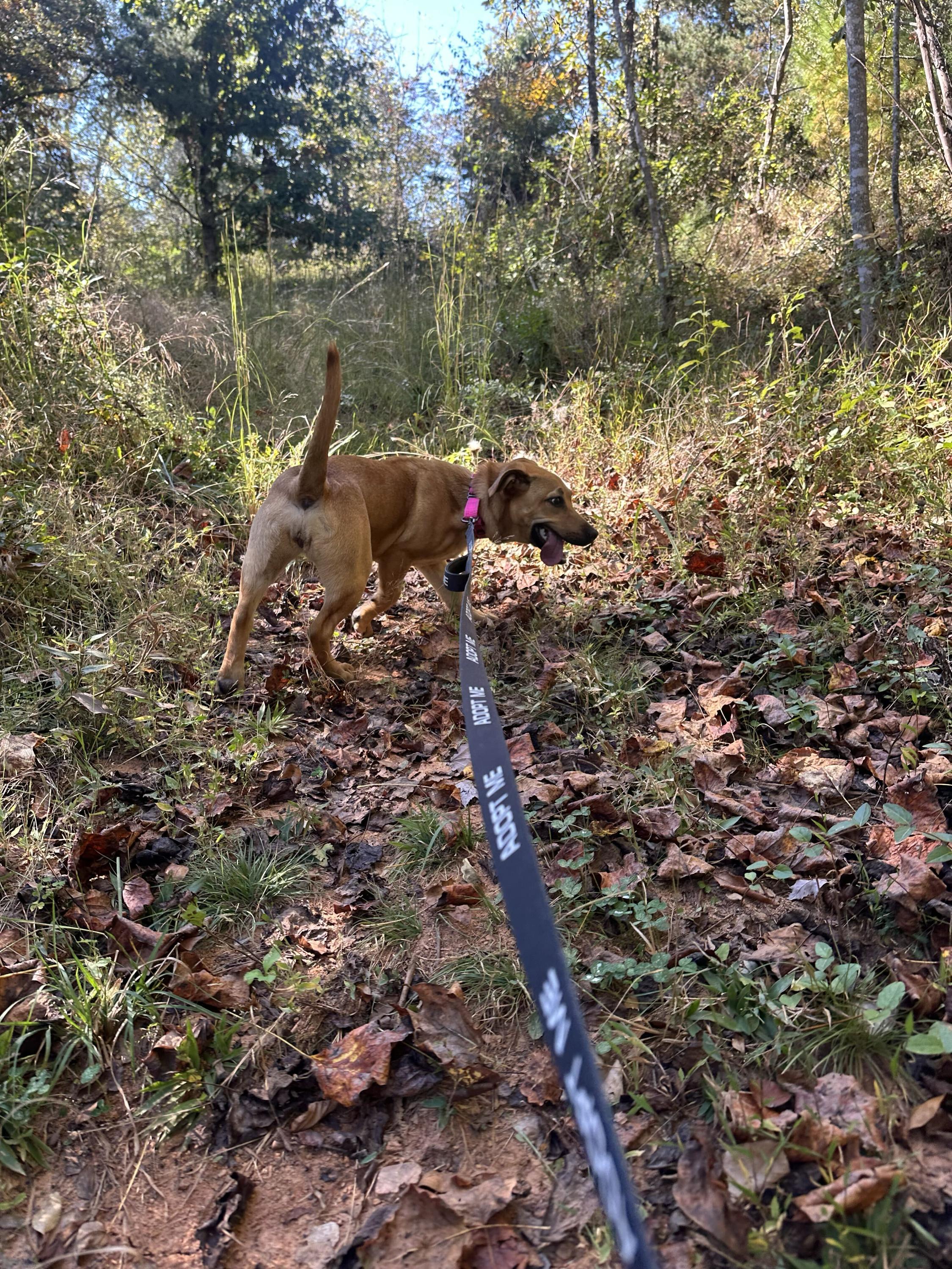 Enlarge Zadie, a Adoptable Mixed Breed in Marshall, NC image 3/3