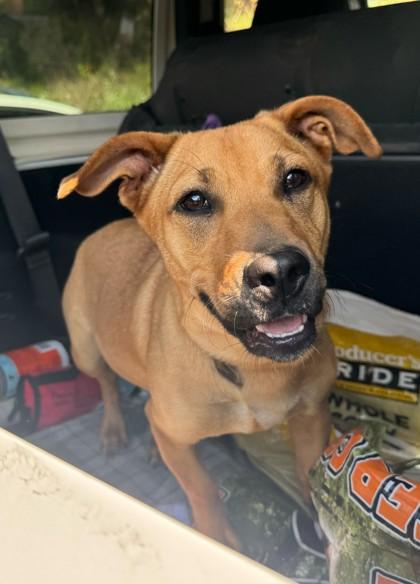 Enlarge Zadie, a Adoptable Mixed Breed in Marshall, NC image 2/3