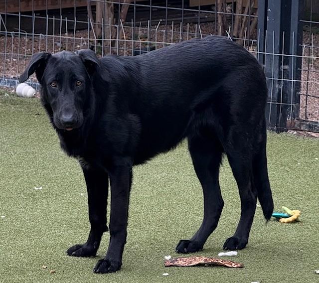 Enlarge SHILOH, an adopted mixed breed in houston, TX image 4/4