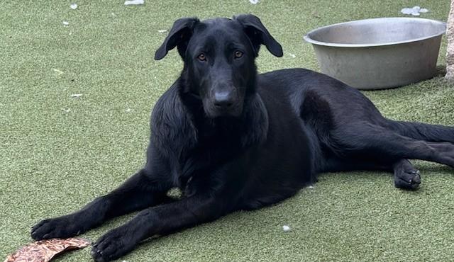 Enlarge SHILOH, an adopted mixed breed in houston, TX image 1/4