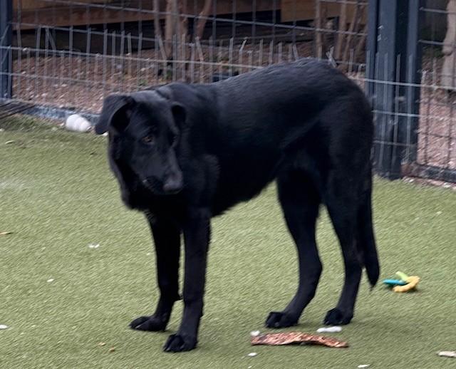 Enlarge SHILOH, an adopted mixed breed in houston, TX image 2/4