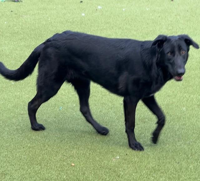 Enlarge SHILOH, an adopted mixed breed in houston, TX image 3/4