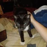 White Sox, a Adoptable Domestic Short Hair in Heath, OH image 1/4