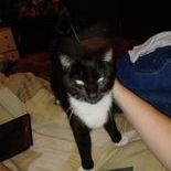 White Sox, an adoptable Domestic Short Hair in Heath, OH, 43056 | Photo Image 1