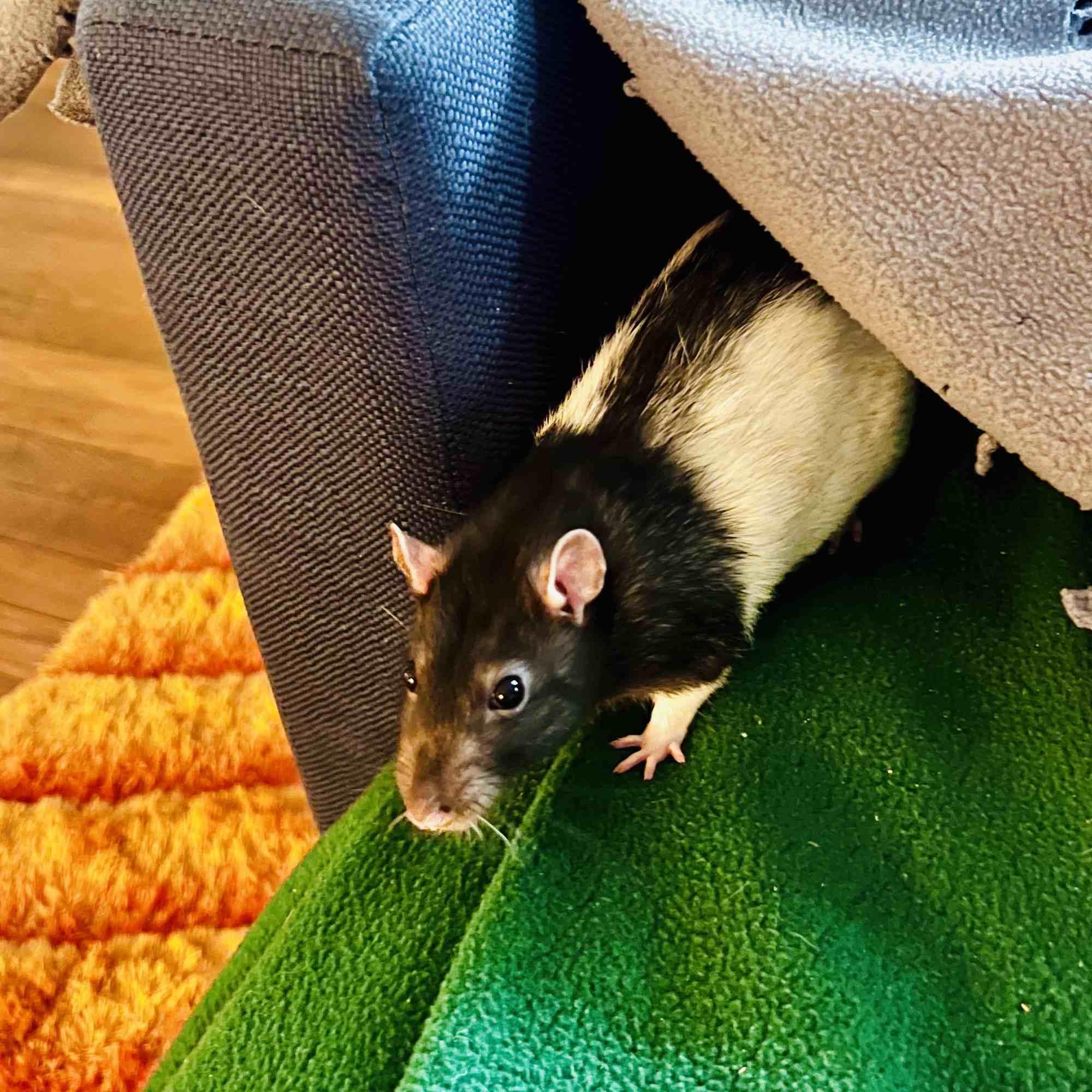 Sunny & Juno, ADOPTABLE, Adult Male Rat.